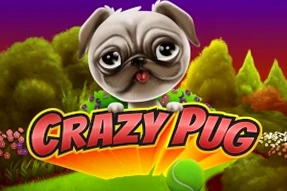 Crazy Pug